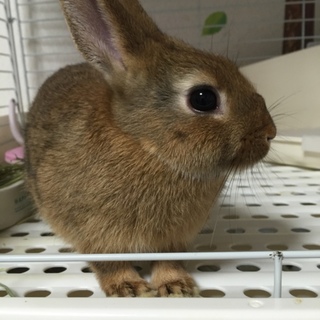 ２か月のネザーランドドワーフの里親さん募集