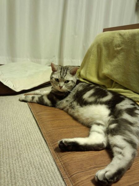 先住猫と仲直りさせる方法 日向 さんのペットログ 3909 ペットのおうち 月間利用者150万人