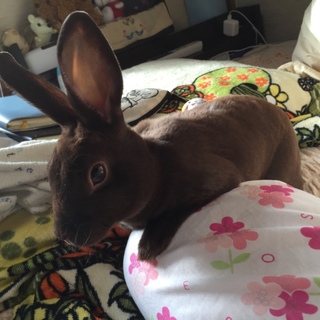 里親探してます