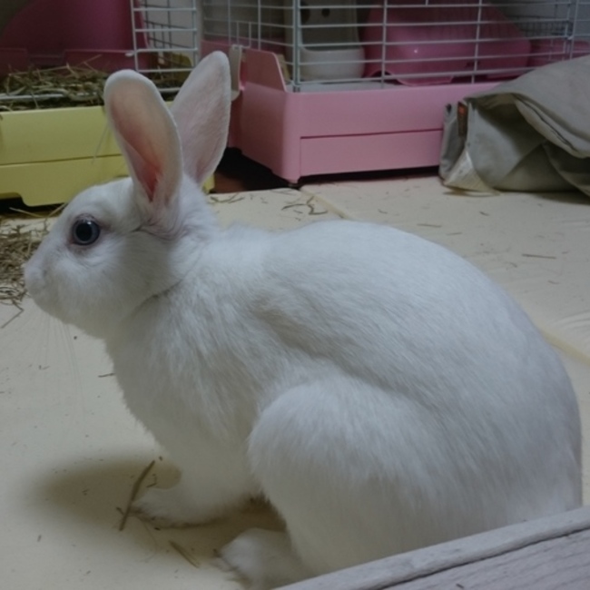 タケボールのカバー写真