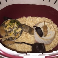 カラージャビル