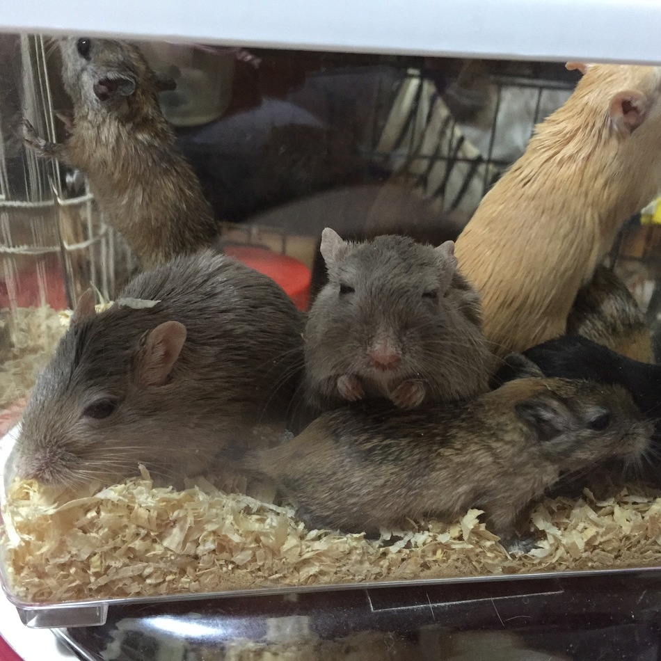 カラージャビルのカバー写真