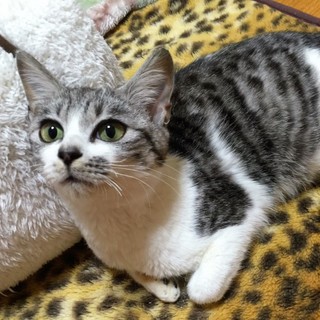 ５、６か月の男の子