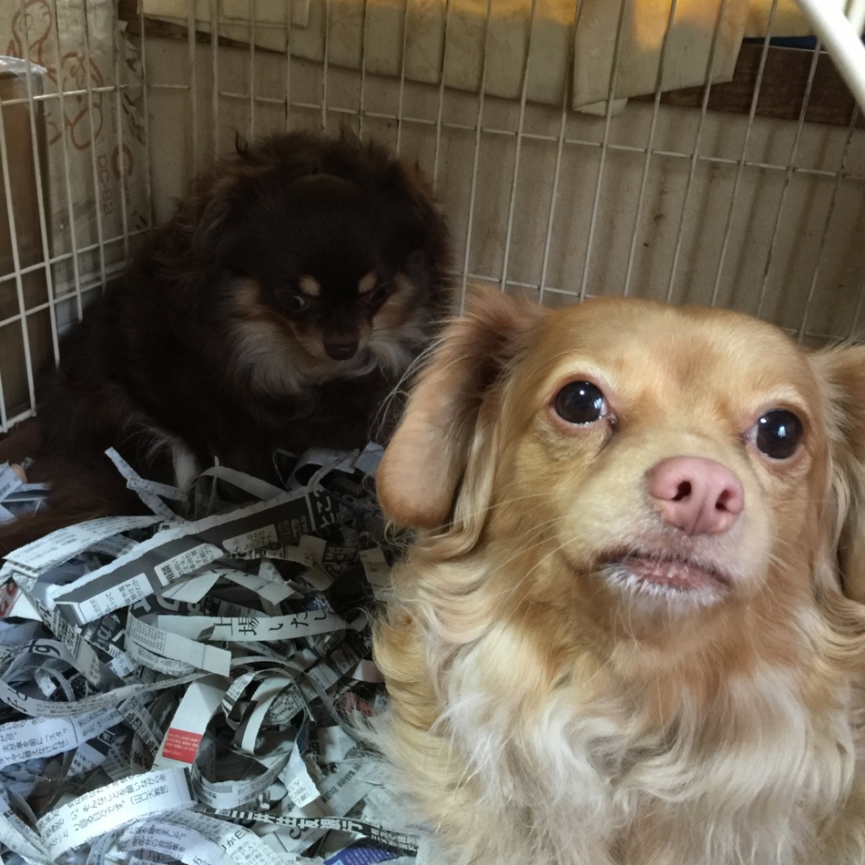 ショコラ、詩音のカバー写真