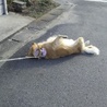 たまにある「どて～ん。ここからうごきたくな～い！」