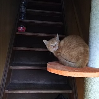 新年は、新しいお家で新しい家族と迎えたいニャー!!