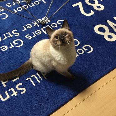 猫じゃらし追っかけてる時の顔可愛い
