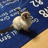 猫じゃらし追っかけてる時の顔可愛い