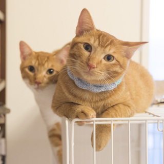 兄弟の絆！　龍（りゅう）