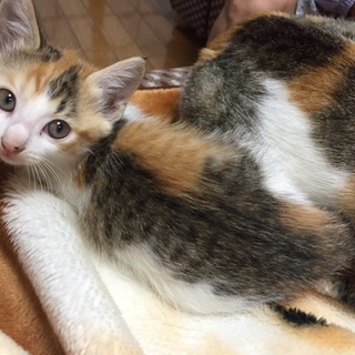 三毛猫★人懐こい美人猫