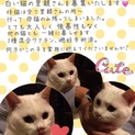 大人しい白猫ちゃん