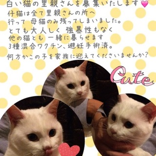 大人しい白猫ちゃん