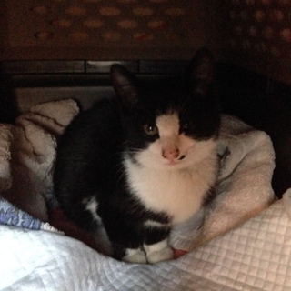 四足の靴下を履いた、かわいいホワイトソックス君