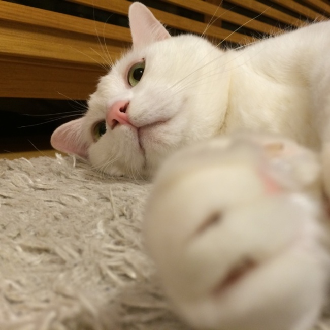メルレオママのカバー写真