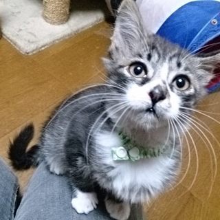 殺処分器の中に居たミルク育ちのふわふわイケメン