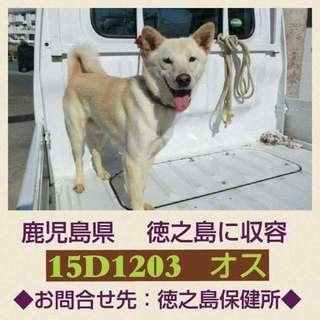 殺処分のこの子の命を助けてください