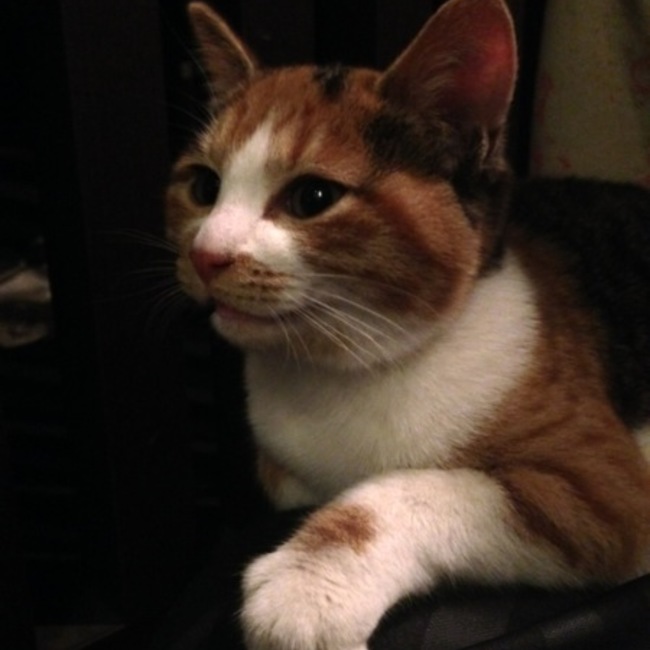 マロチのカバー写真