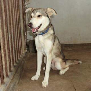 この子の命を救ってください。