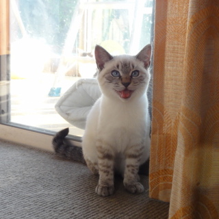 めちゃ可愛い3兄弟①