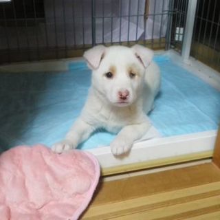 片目の不自由なやんちゃちび坊主です。