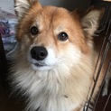 里親募集