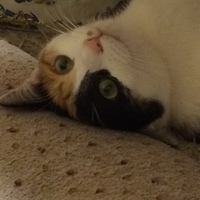 メル