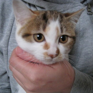 キジ三毛の可愛い女の子♪