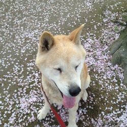 「老犬アポロ」サムネイル2