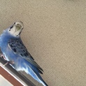 セキセイインコさんです。