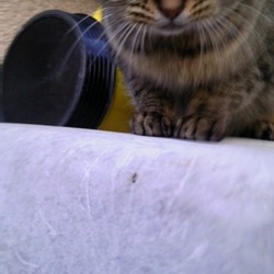 「老犬アポロ」サムネイル3