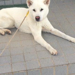 人懐っこくて元気な紀州犬ななちゃん