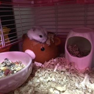 最後まで愛してくれる温かい里親を募集します。