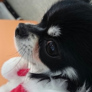 来生（心臓病あり）の家族になっていただけませんか？