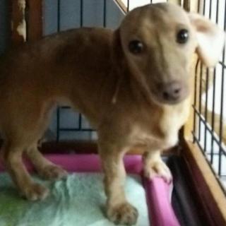 『みなみちゃん』　とても甘えん坊な子です