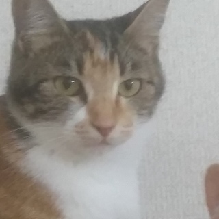 3毛のメス(ソラ)