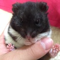 ハムスターもらってください…