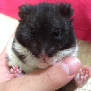ハムスターもらってください…