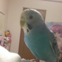 外で飛んでいたところを保護しました。