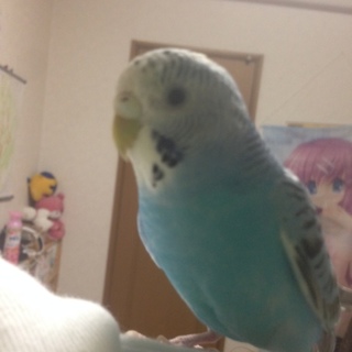 外で飛んでいたところを保護しました。