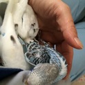 1ヶ月半、4ヶ月セキセイインコ里親さん募集