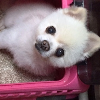 ポメラニアン男の子