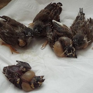 里親さん決まりました。ありがとうございました。