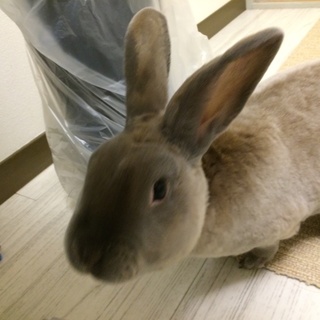 再度掲載です。毛並みがきれいな暴れん坊うさぎ