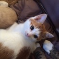 可愛い子猫3匹の里親募集です。