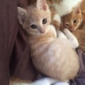可愛い子猫の里親募集です