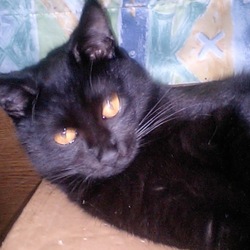 「理想と現実」サムネイル2