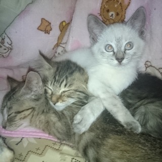 里親さん決まりました。ありがとうございました