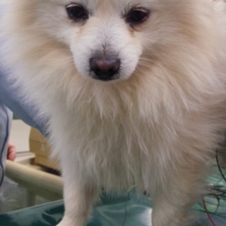 ポメラニアン♂の爽くん、