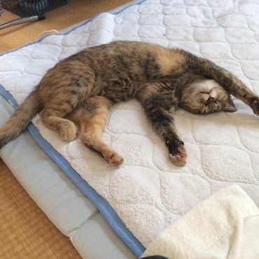 2015年春から帰って来ません。賢い子なので帰って来ないから半ば諦めてます。もし見かけたらお知らせ下さい！