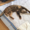 2015年春から帰って来ません。賢い子なので帰って来ないから半ば諦めてます。もし見かけたらお知らせ下さい！